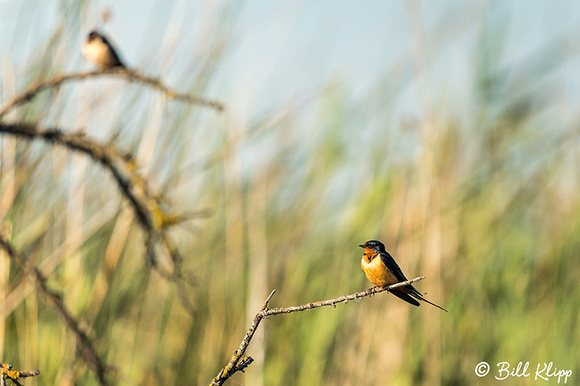 Barn Swallows, Discovery Bay Photos by Bill Klipp