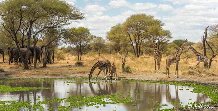 Tarangire National Park, Tanzania Africa photos by Bill Klipp