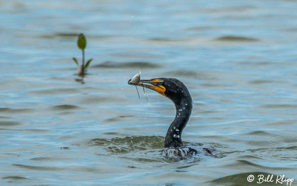 Cormorant Little Palm Island Photos by Bill Klipp