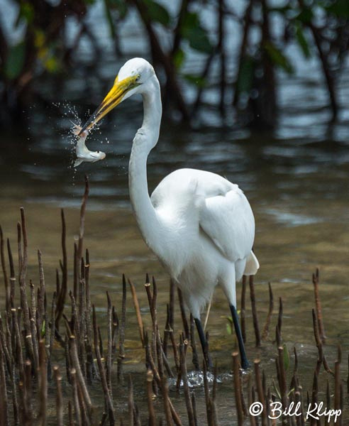 Great Egret Little Palm Island Photos by Bill Klipp
