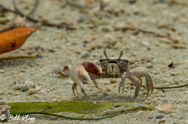 Ghost Crab Little Palm Island Photos by Bill Klipp