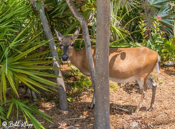 Key Deer Little Palm Island Photos by Bill Klipp