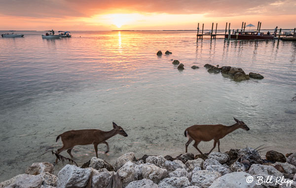 Key Deer Little Palm Island Photos by Bill Klipp