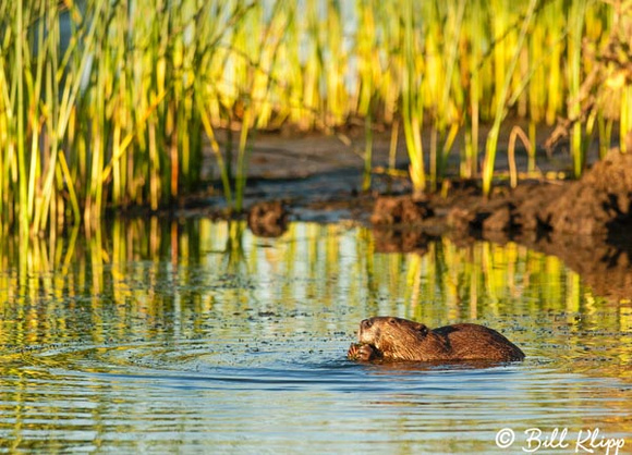 Beaver Photos by Bill Klipp ,  Indian Slough