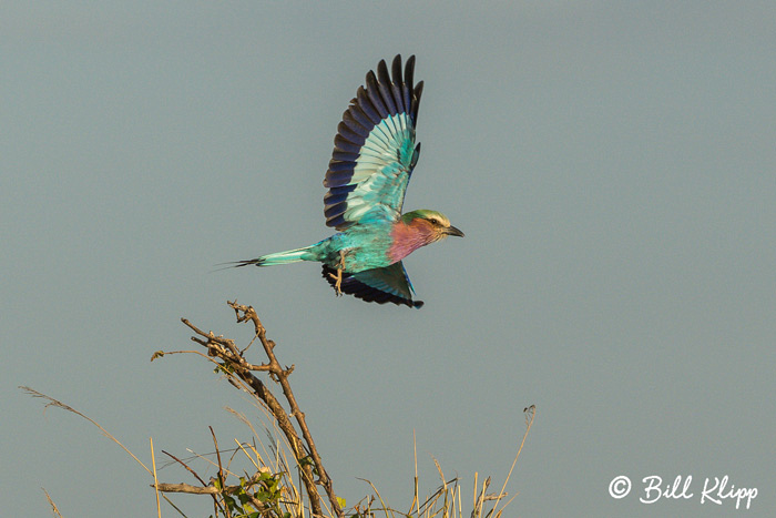 Serengeti National Park, Serian North Alex Walker Camp