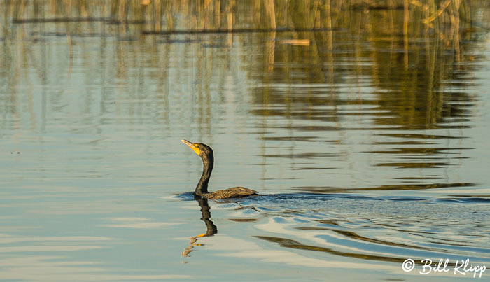 Discovery Bay Photos by Bill Klipp