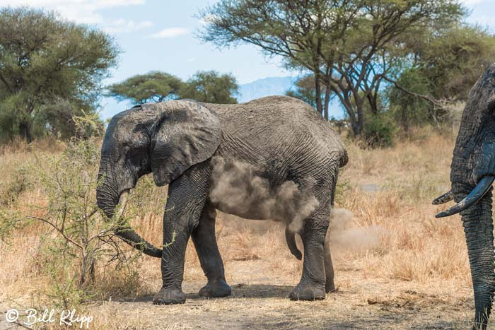 Tarangire National Park, Tanzania Africa photos by Bill Klipp