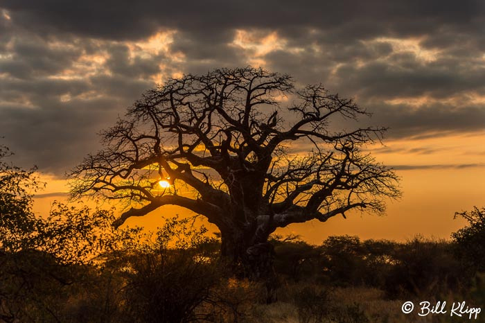 Tarangire National Park, Tanzania Africa photos by Bill Klipp