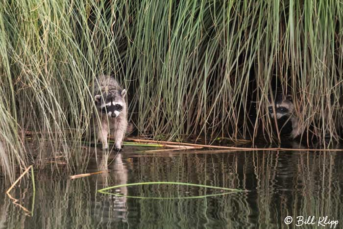 Raccoon, Discovery Bay Photos by Bill Klipp