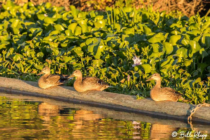 Discovery Bay Photos by Bill Klipp