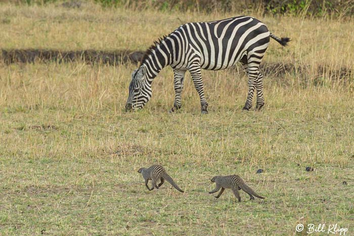 Serengeti National Park, Serian North Alex Walker Camp