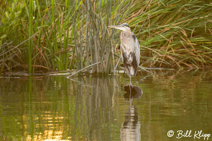 Discovery Bay Photos by Bill Klipp