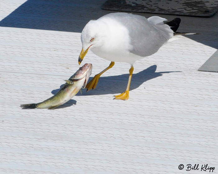 Gull photos by Bill Klipp