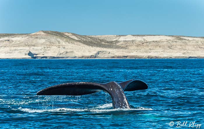 Peninsular Valdes, Argentina photos by Bill Klipp