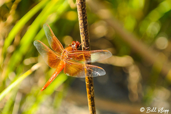 Dragonfly Photos by Bill Klipp