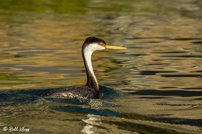 Clarks Grebe Discovery Bay Photos by Bill Klipp