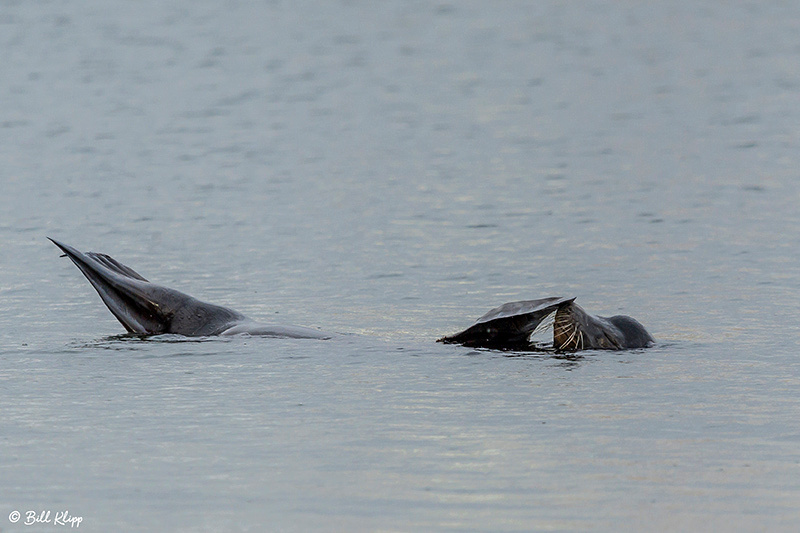 California Sea Lion, Discovery Bay Photos by Bill Klipp