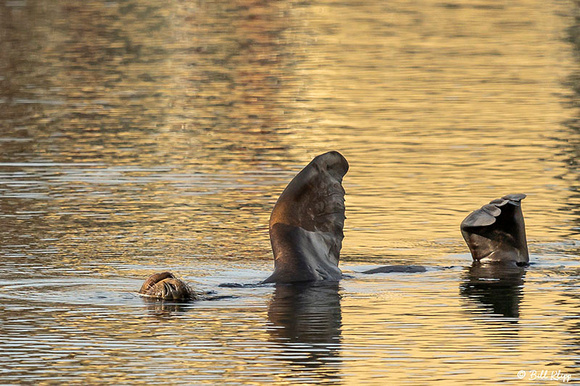 California Sea Lion, Discovery Bay Photos by Bill Klipp