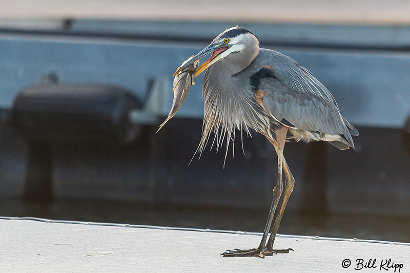 Great Blue Heron, Discovery Bay Photos by Bill Klipp