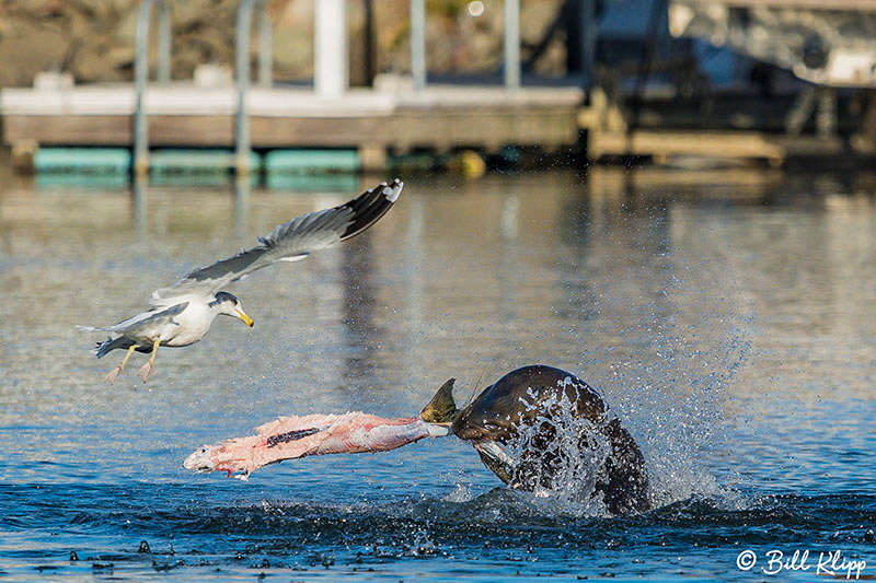 Sea Lion, Beaver Bay, Discovery Bay Photos by Bill Klipp