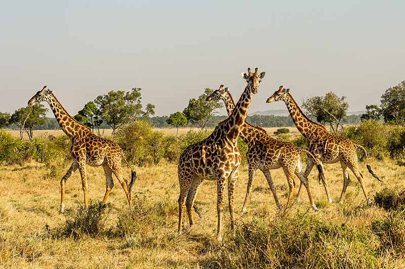 Maasai Mara, Kenya photos by Bill Klipp,