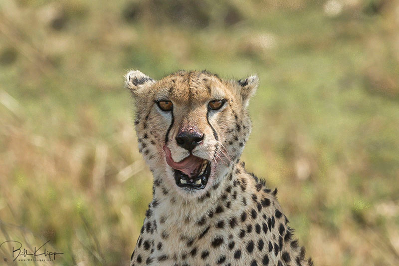 Maasai Mara, Kenya photos by Bill Klipp,