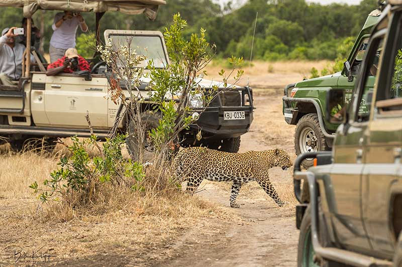 Maasai Mara, Kenya photos by Bill Klipp,