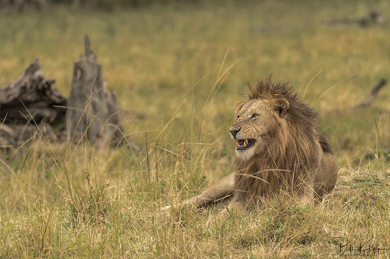 Maasai Mara, Kenya photos by Bill Klipp,