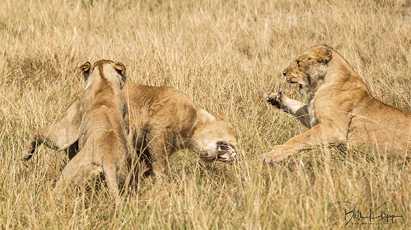 Maasai Mara, Kenya photos by Bill Klipp,