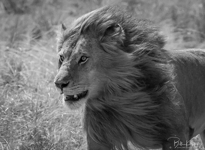 Maasai Mara, Kenya photos by Bill Klipp,