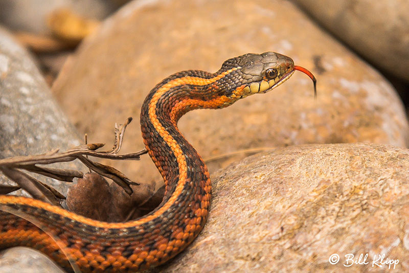 Garter Snake, Discovery Bay Photos by Bill Klipp