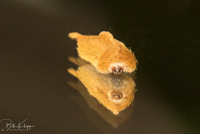 Puss Caterpillar, Key West Photos by Bill Klipp