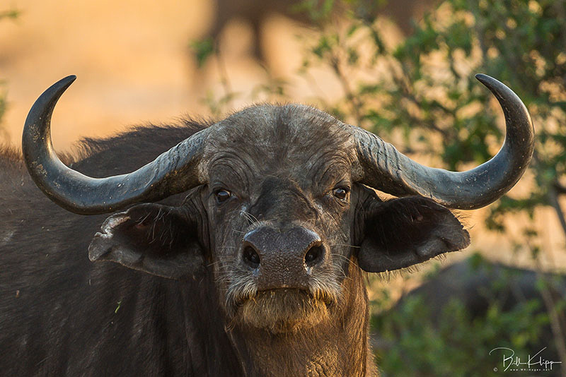 Botswana Africa photos by Bill Klipp