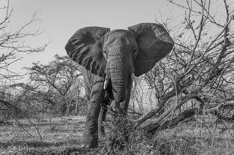 Tanzania Africa photos by Bill Klipp