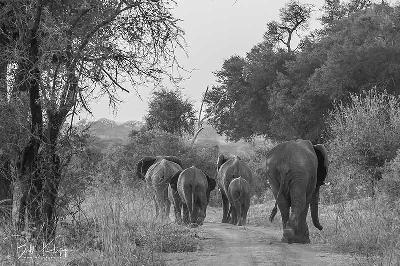 Tanzania Africa photos by Bill Klipp