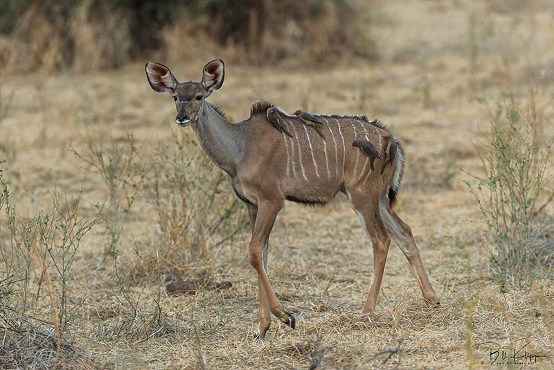 Tanzania Africa photos by Bill Klipp