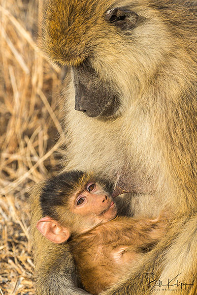 Tanzania Africa photos by Bill Klipp