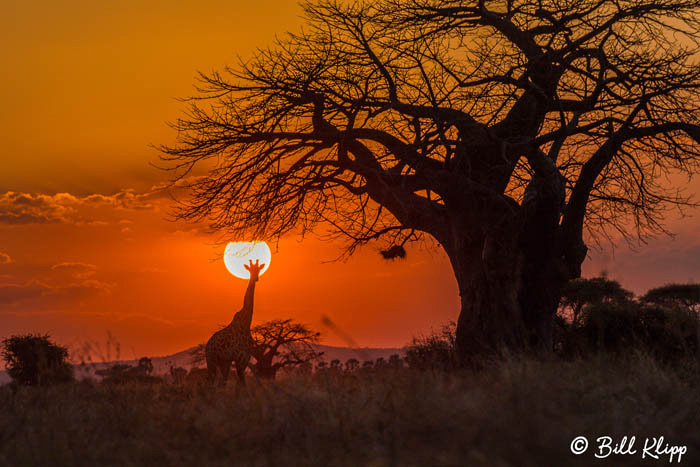 Tanzania Africa photos by Bill Klipp