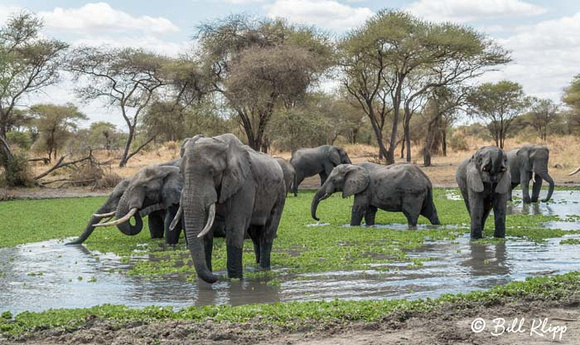 Tarangire National Park, Tanzania Africa photos by Bill Klipp