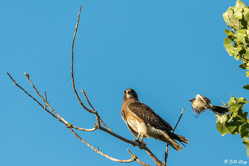 Swainsons Hawk, Discovery Bay Photos by Bill Klipp