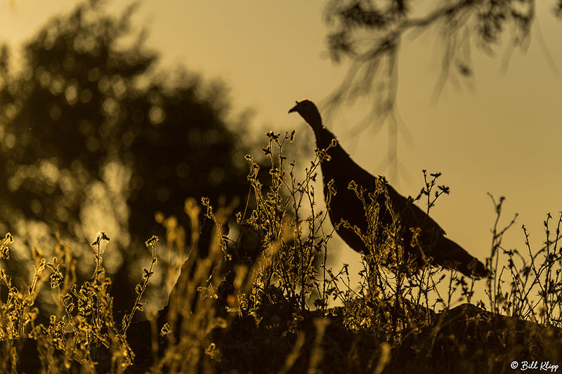 Turkey,  Discovery Bay Photos by Bill Klipp