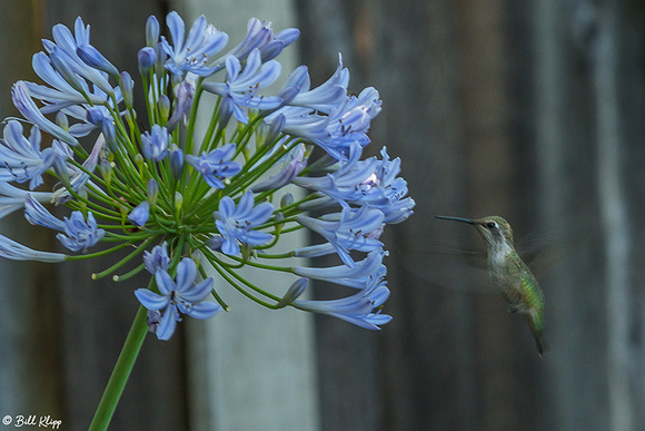 Hummingbird Photos by Bill Klipp