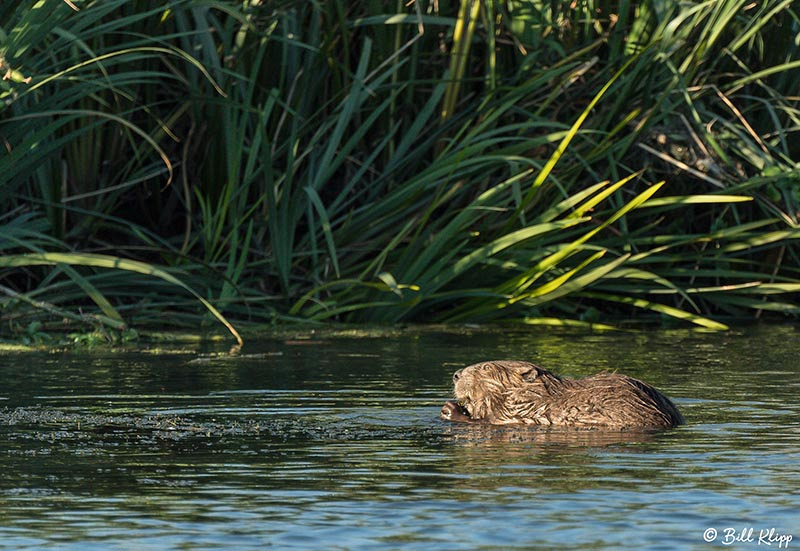 Discovery Bay Photos by Bill Klipp