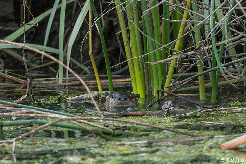 River Otters Photos by Bill Klipp