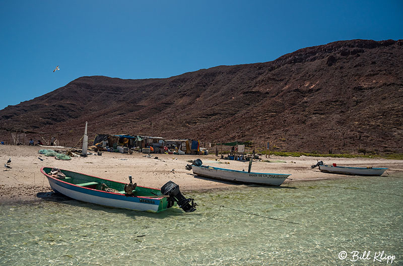 Whale Shark Research, Sea of Cortez, Baja Photos by Bill Klipp