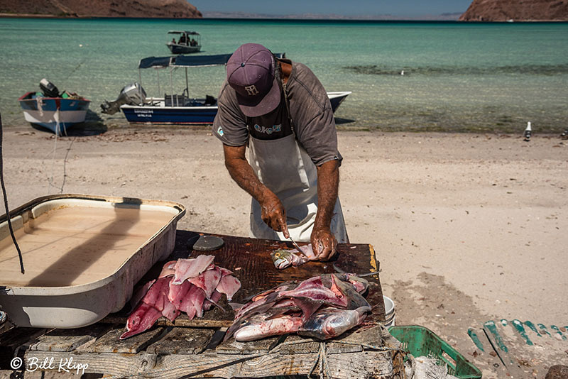 Whale Shark Research, Sea of Cortez, Baja Photos by Bill Klipp