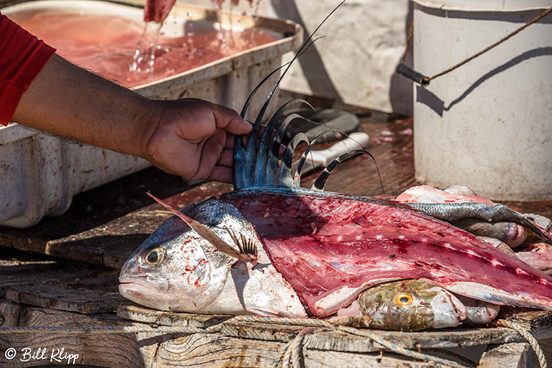Whale Shark Research, Sea of Cortez, Baja Photos by Bill Klipp