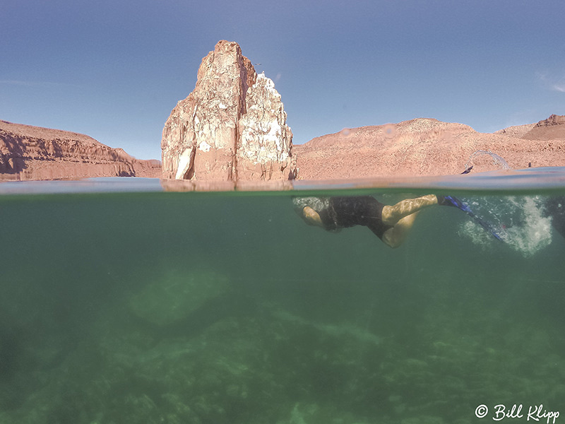 Whale Shark Research, Sea of Cortez, Baja Photos by Bill Klipp