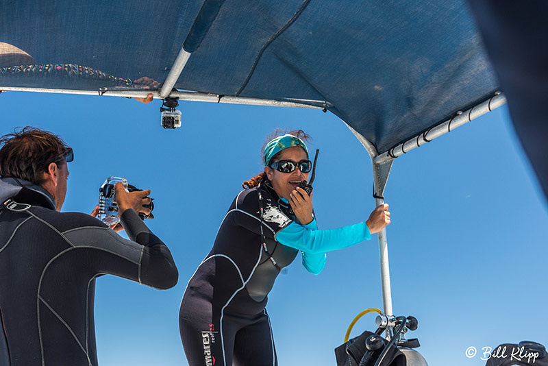 Whale Shark Research, Sea of Cortez, Baja Photos by Bill Klipp