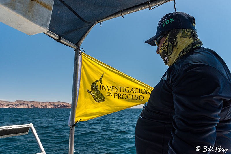 Whale Shark Research, Sea of Cortez, Baja Photos by Bill Klipp